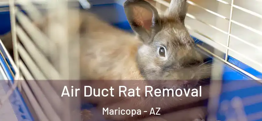  Air Duct Rat Removal Maricopa - AZ